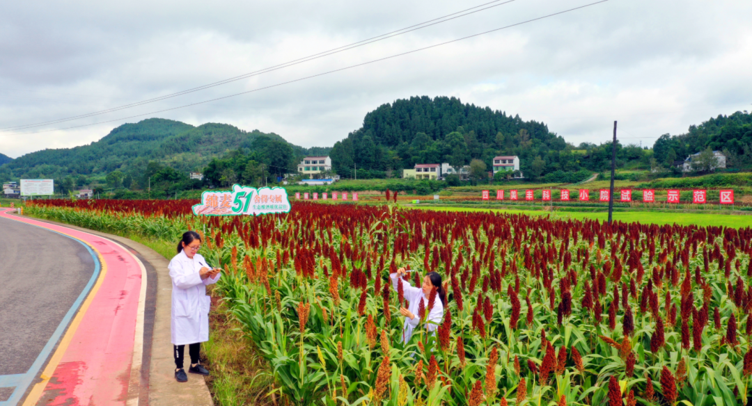 中央一号文件首提科技小院：ag尊龙凯时·中国官方网站在西南地区已建立五所