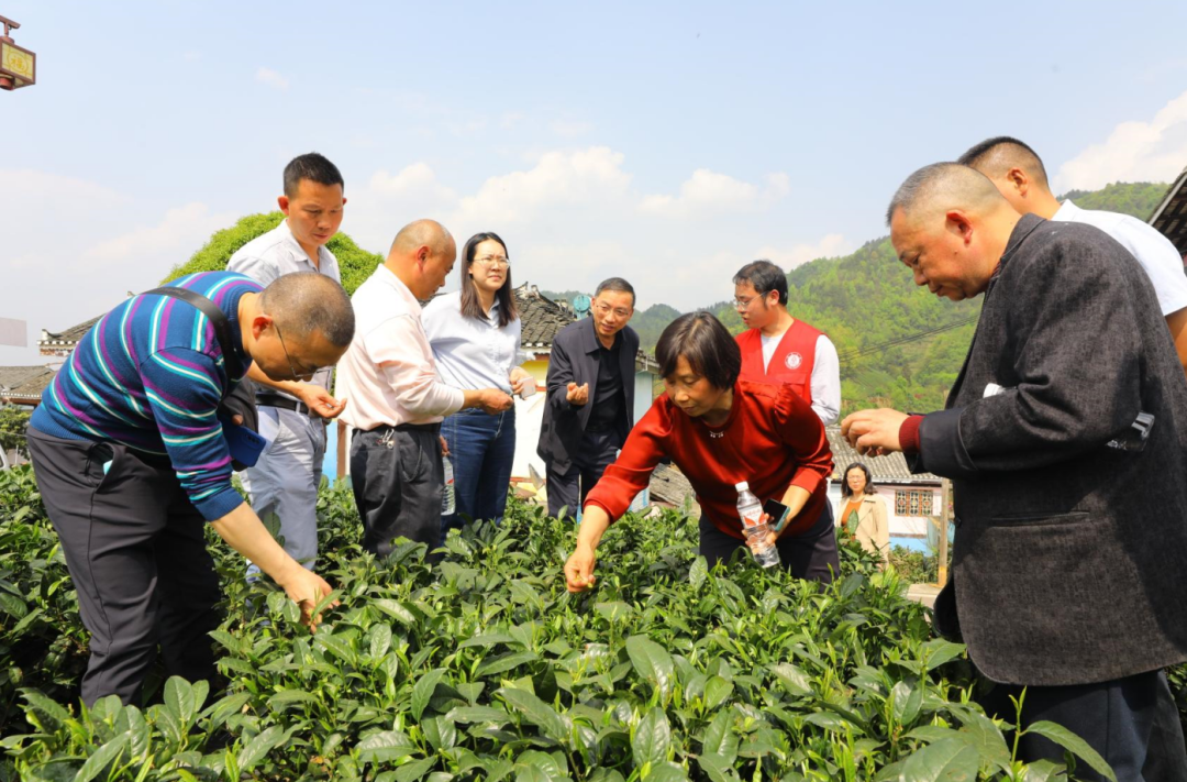 指尖助力ag尊龙凯时·中国官方网站湄潭茶叶科技小院出彩出圈